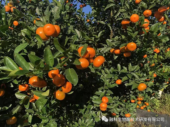 高品质柑橘是怎样种出来的？